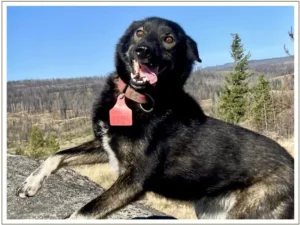 Kingmik Dog Sled Tours