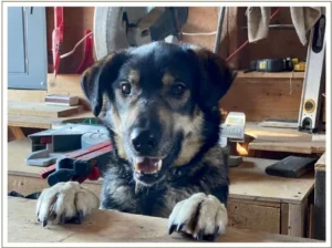 Kingmik Dog Sled Tours