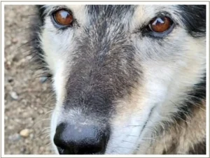 Kingmik Dog Sled Tours