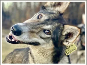 Kingmik Dog Sled Tours