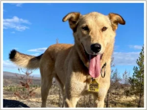 Kingmik Dog Sled Tours