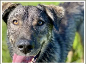 Kingmik Dog Sled Tours