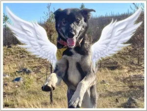 Kingmik Dog Sled Tours