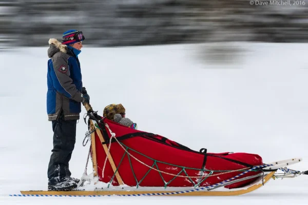 Kingmik Dog Sled Tours