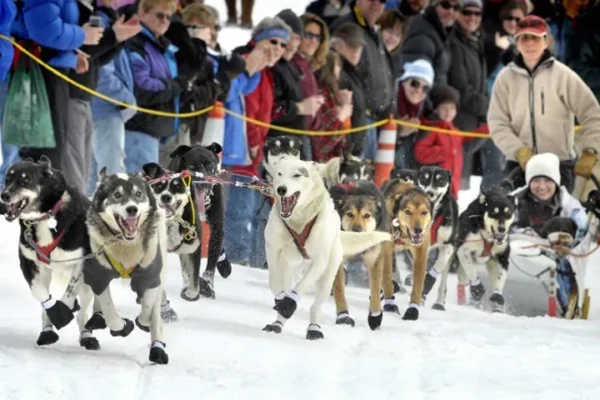 Kingmik Dog Sled Tours