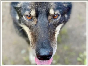 Kingmik Dog Sled Tours