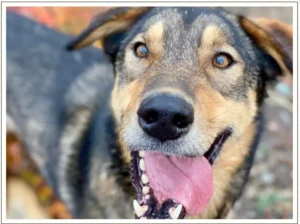 Kingmik Dog Sled Tours