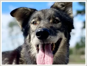 Kingmik Dog Sled Tours