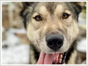 Kingmik Dog Sled Tours