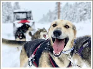 Kingmik Dog Sled Tours