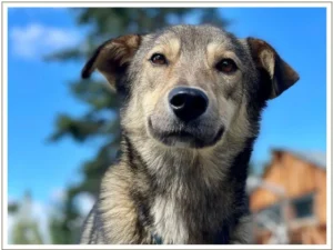 Kingmik Dog Sled Tours