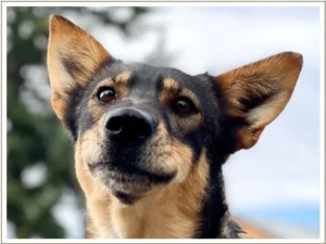 Kingmik Dog Sled Tours