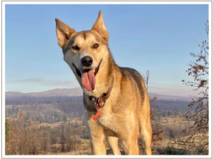 Kingmik Dog Sled Tours