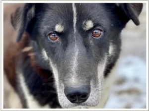 Kingmik Dog Sled Tours