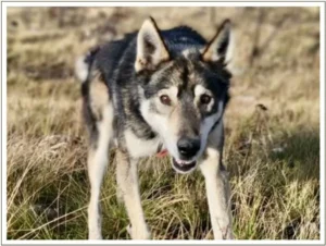 Kingmik Dog Sled Tours