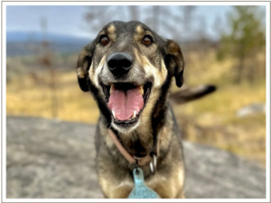 Kingmik Dog Sled Tours