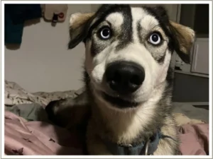 Kingmik Dog Sled Tours