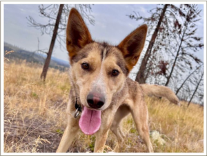 Kingmik Dog Sled Tours