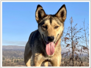 Kingmik Dog Sled Tours