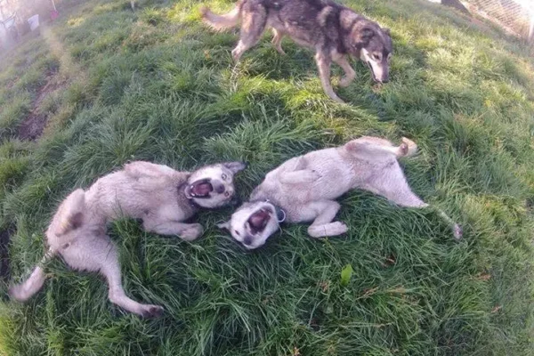 Kingmik Dog Sled Tours