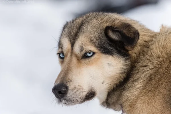 Kingmik Dog Sled Tours