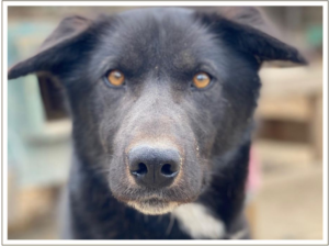 Kingmik Dog Sled Tours