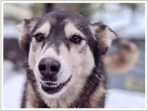 Kingmik Dog Sled Tours