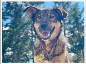 Kingmik Dog Sled Tours