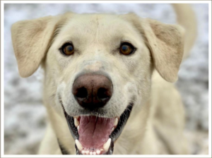 Kingmik Dog Sled Tours