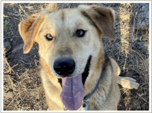 Kingmik Dog Sled Tours