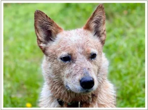 Kingmik Dog Sled Tours