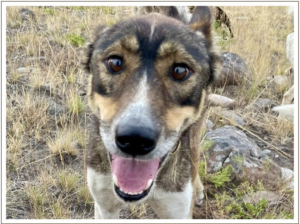 Kingmik Dog Sled Tours