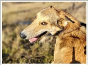 Kingmik Dog Sled Tours