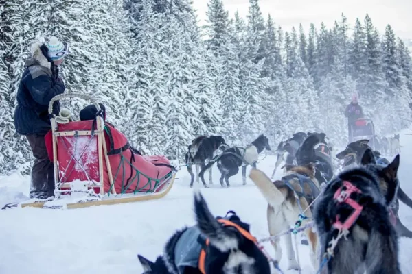 Kingmik Dog Sled Tours