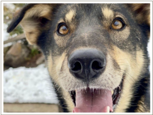 Kingmik Dog Sled Tours