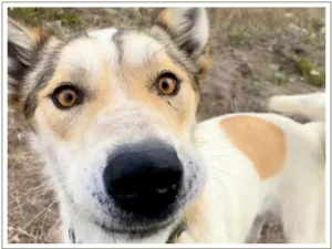 Kingmik Dog Sled Tours