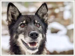 Kingmik Dog Sled Tours