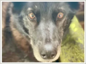 Kingmik Dog Sled Tours