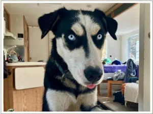 Kingmik Dog Sled Tours