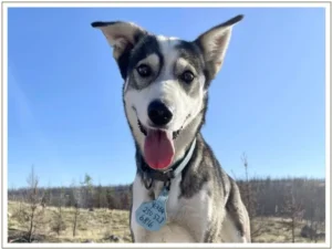 Kingmik Dog Sled Tours