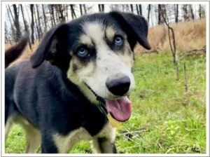 Kingmik Dog Sled Tours