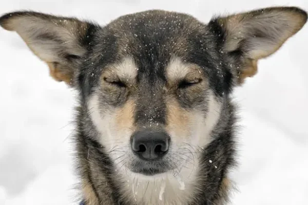 Kingmik Dog Sled Tours