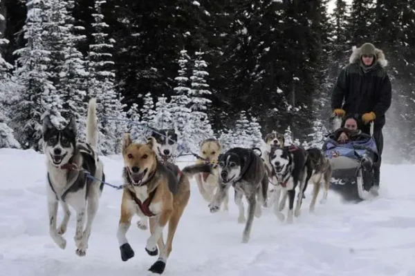 Kingmik Dog Sled Tours