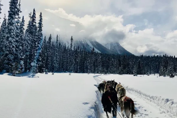Kingmik Dog Sled Tours