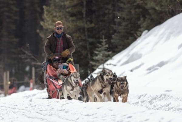 Kingmik Dog Sled Tours
